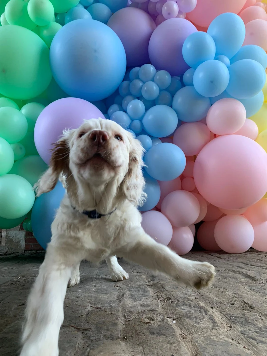 Dog in front of pastel balloons