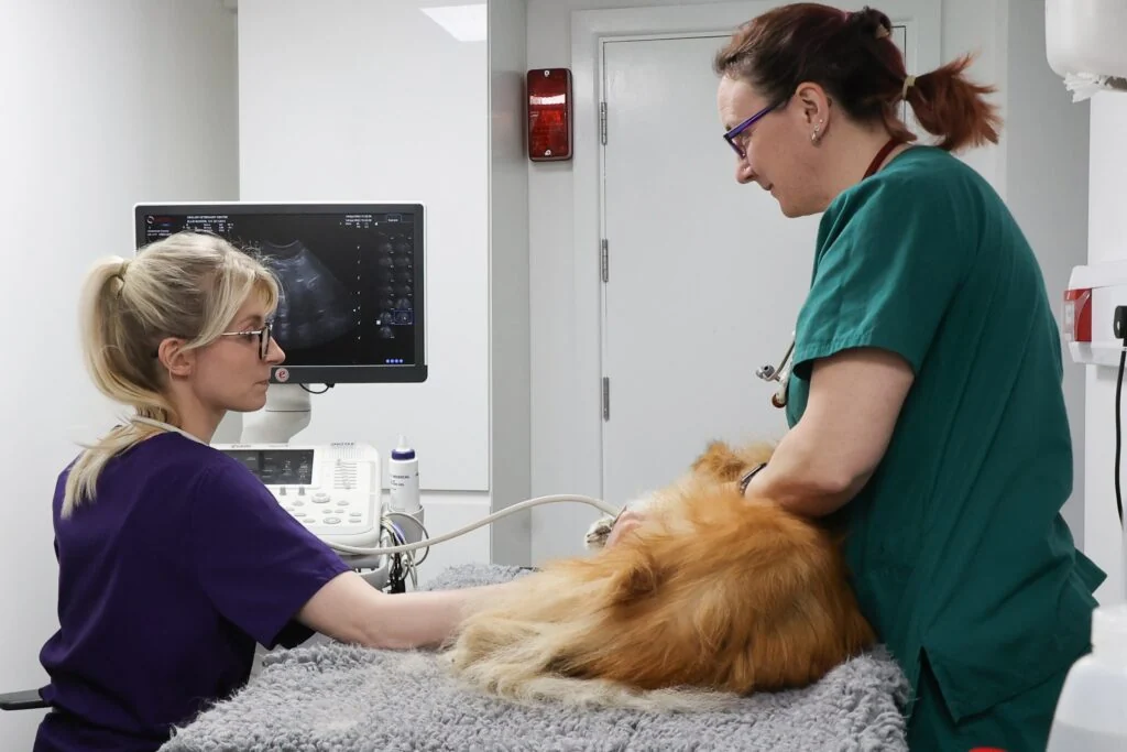 Veterinary consultation at Henlow Veterinary Hospital in Lower Stondon
