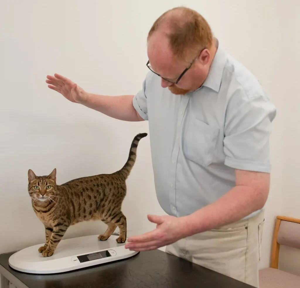 Veterinarian examining a cat at Brookmead Veterinary Surgery in Cranleigh