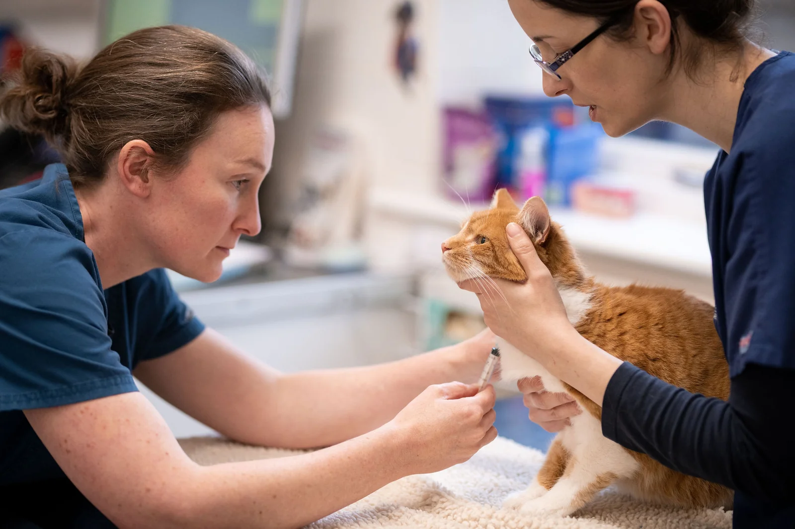 Veterinary staff examining a cat at Fareham Creek Veterinary Surgery
