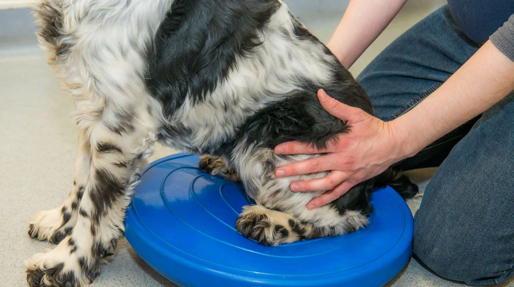 Canine physiotherapy at Burnside Animal Rehabilitation Centre in Fleet