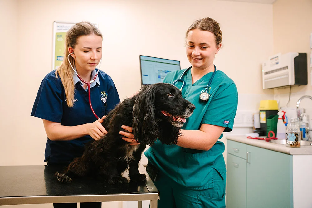 Cedar Vets Alton veterinary team examining a dog in the clinic