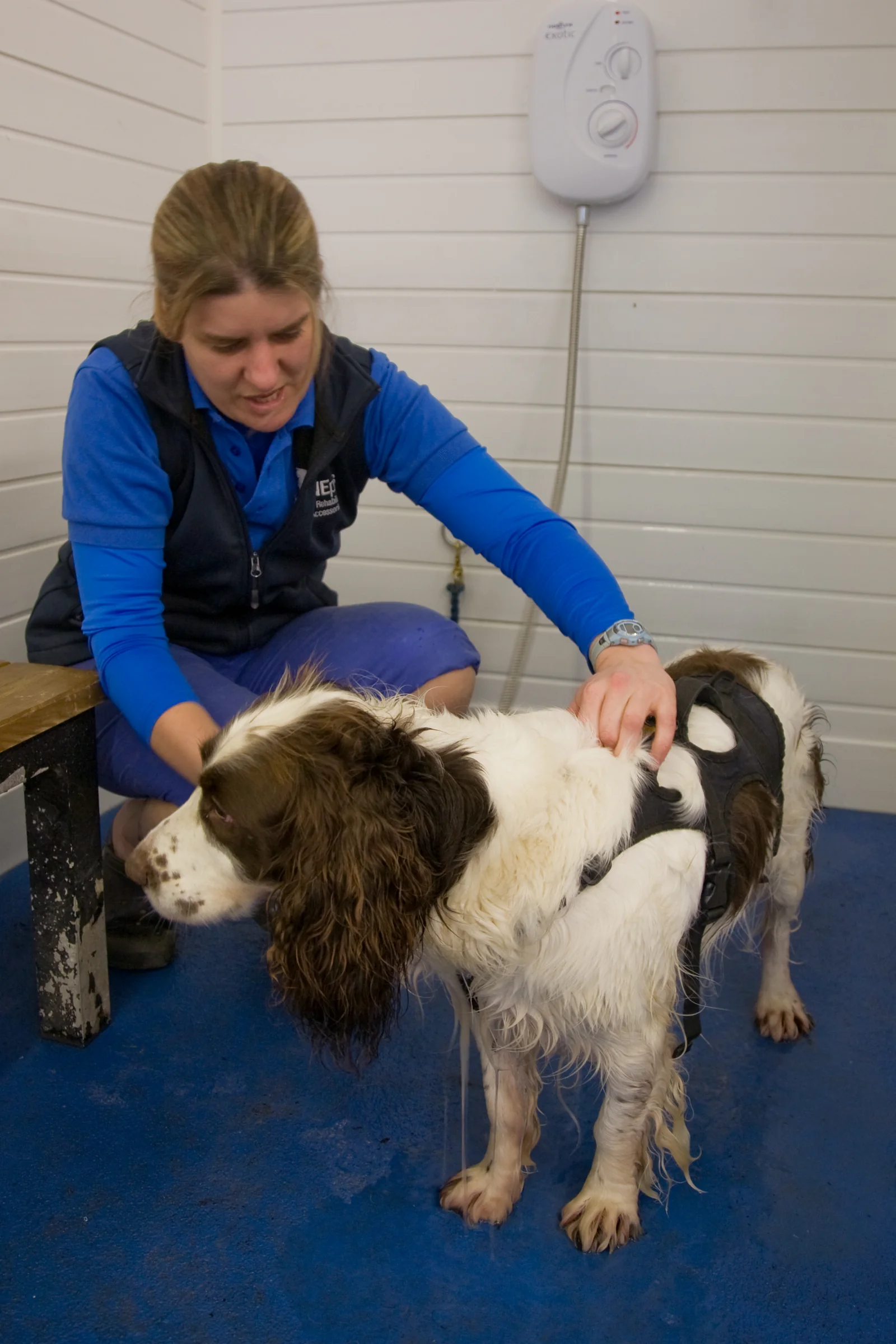 Dog receiving treatment at CaNINE Plus Hydrotherapy and Rehabilitation