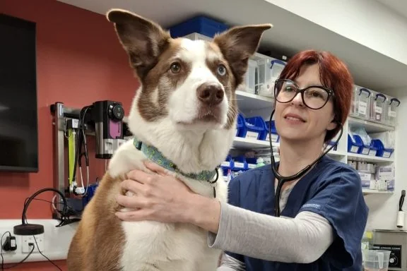 Veterinary nurse with a dog inside Vermont Veterinary Surgery in Virginia Water