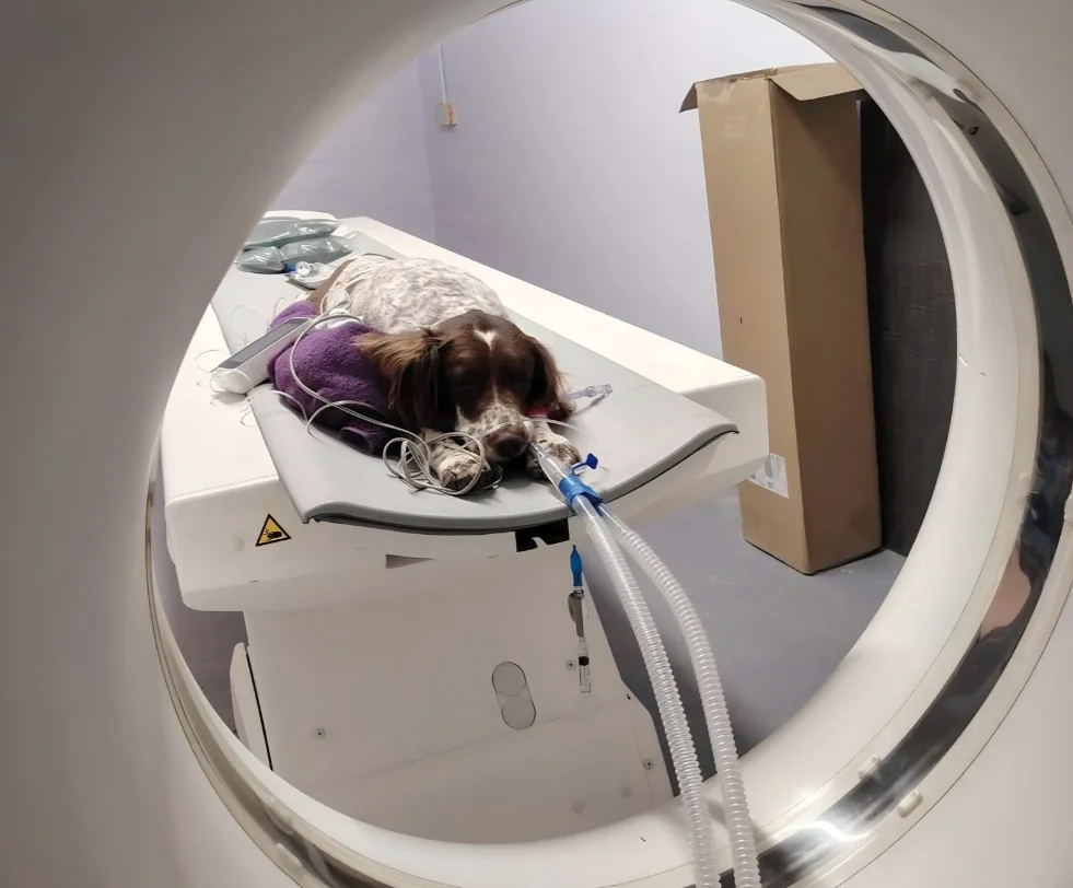 CT scanning equipment at Rugby Vet Hospital