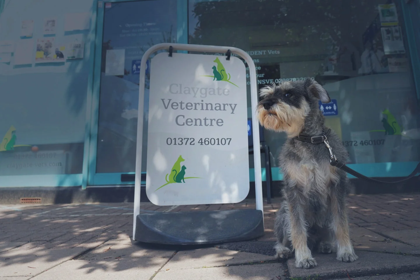 Claygate Veterinary Centre entrance with a dog beside the practice sign