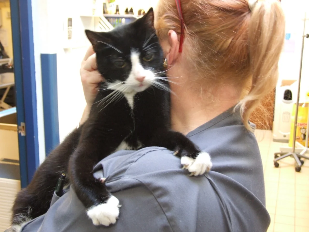 Veterinary nurse holding Dennis the cat at The Lane Family Pet Centre in Wigan