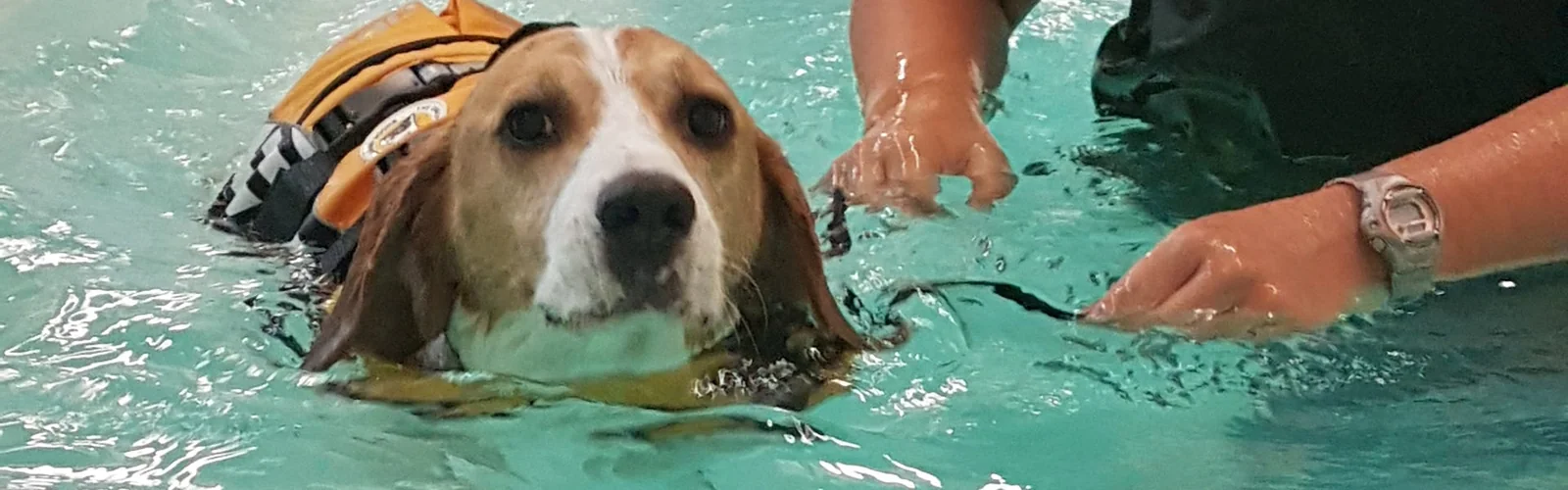 Dog swimming in the hydrotherapy pool at Irlam Animal Clinic