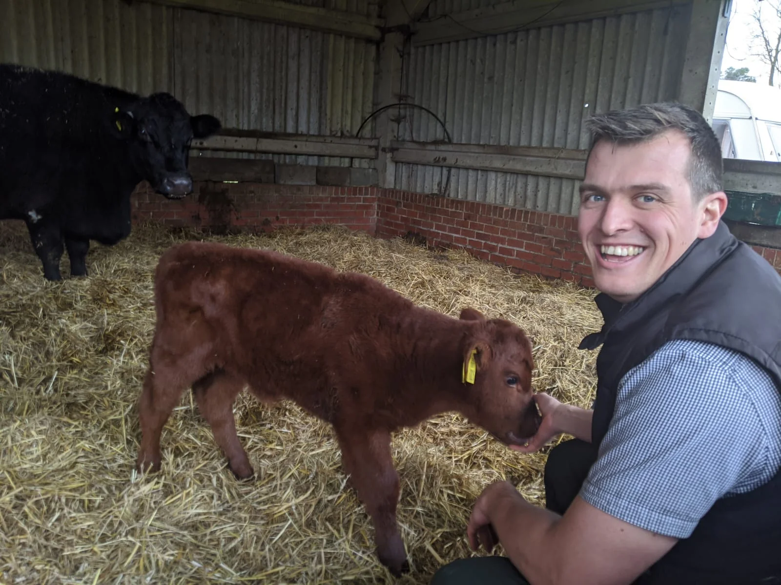 Donaldson’s Farm and Equine veterinary surgeon beside a calf in a barn