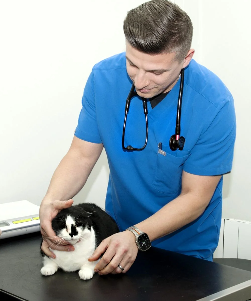 Veterinarian examining a cat at My Caring Vet in Hipperholme