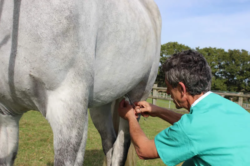 Reigate Vets veterinarian Carlos Urresti providing equine care