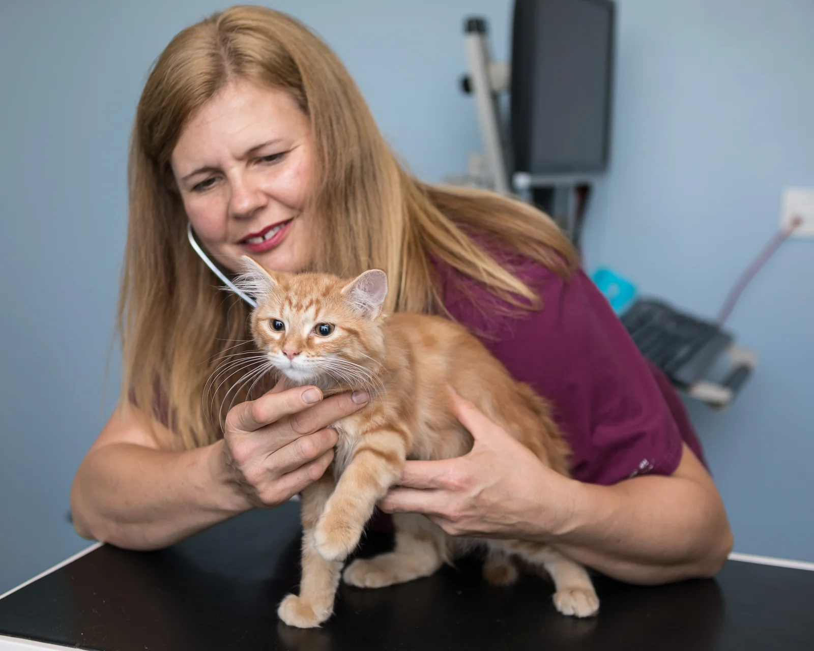 Veterinarian examining a cat at SimplyCats Vet Clinic in Fencehouses