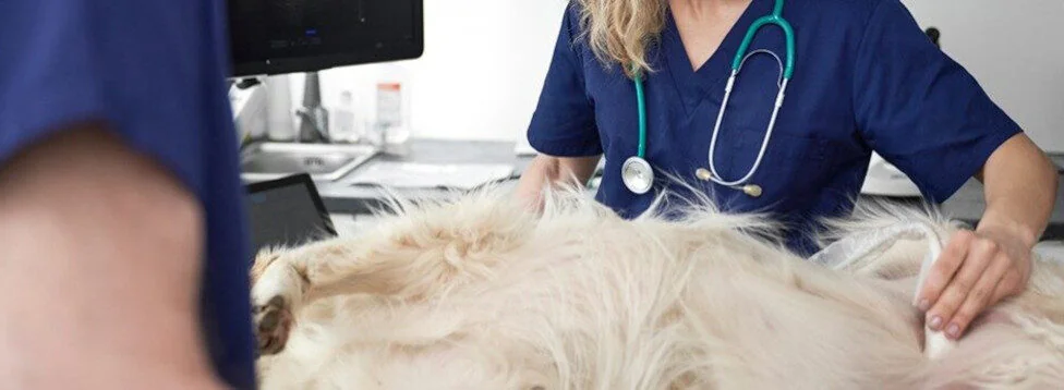 Ultrasound examination at Moreton Hall Veterinary Centre in Bury St Edmunds
