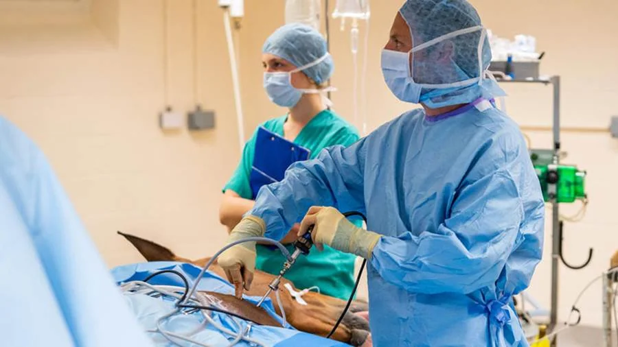 Veterinary surgeons in an operating theatre at Newmarket Equine Hospital
