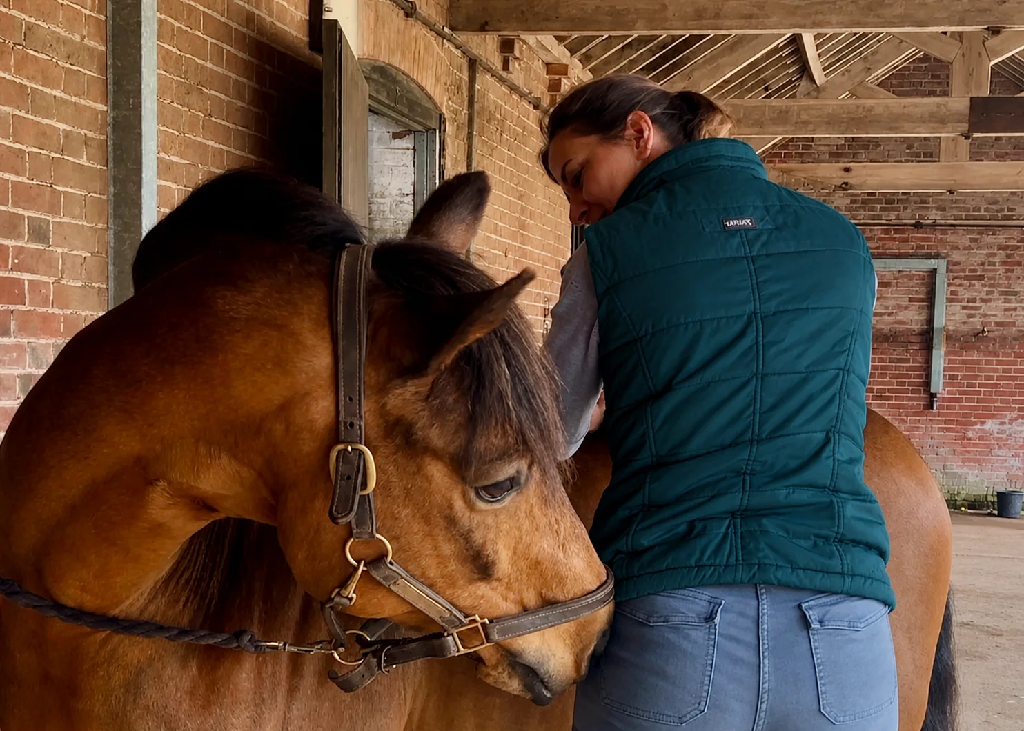 Equilibre veterinary physiotherapy assessment of a horse in Suffolk