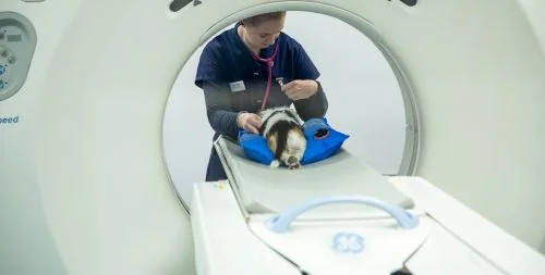Veterinary imaging facilities at Aldeburgh Vets