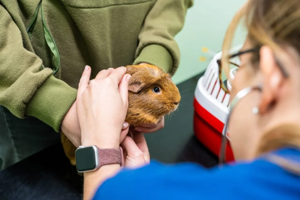Guinea pig health check at Elm House Veterinary Centre in Chelmsford