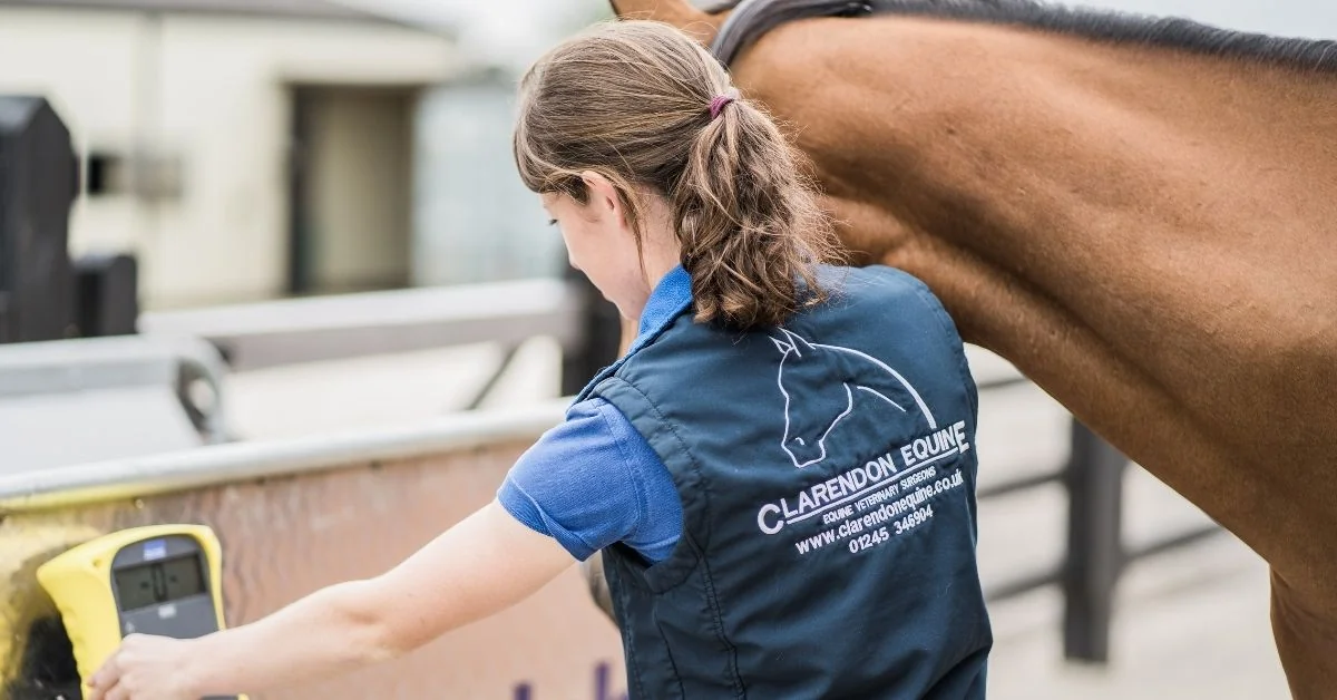 Veterinary care for a horse at Clarendon Equine Vets in Chelmsford