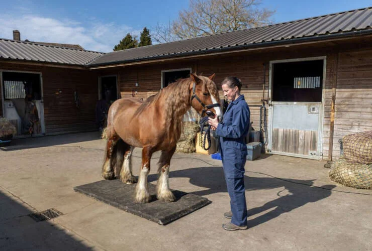 Horse and veterinary nurse at Farr and Pursey Equine Veterinary Services in Aldbury