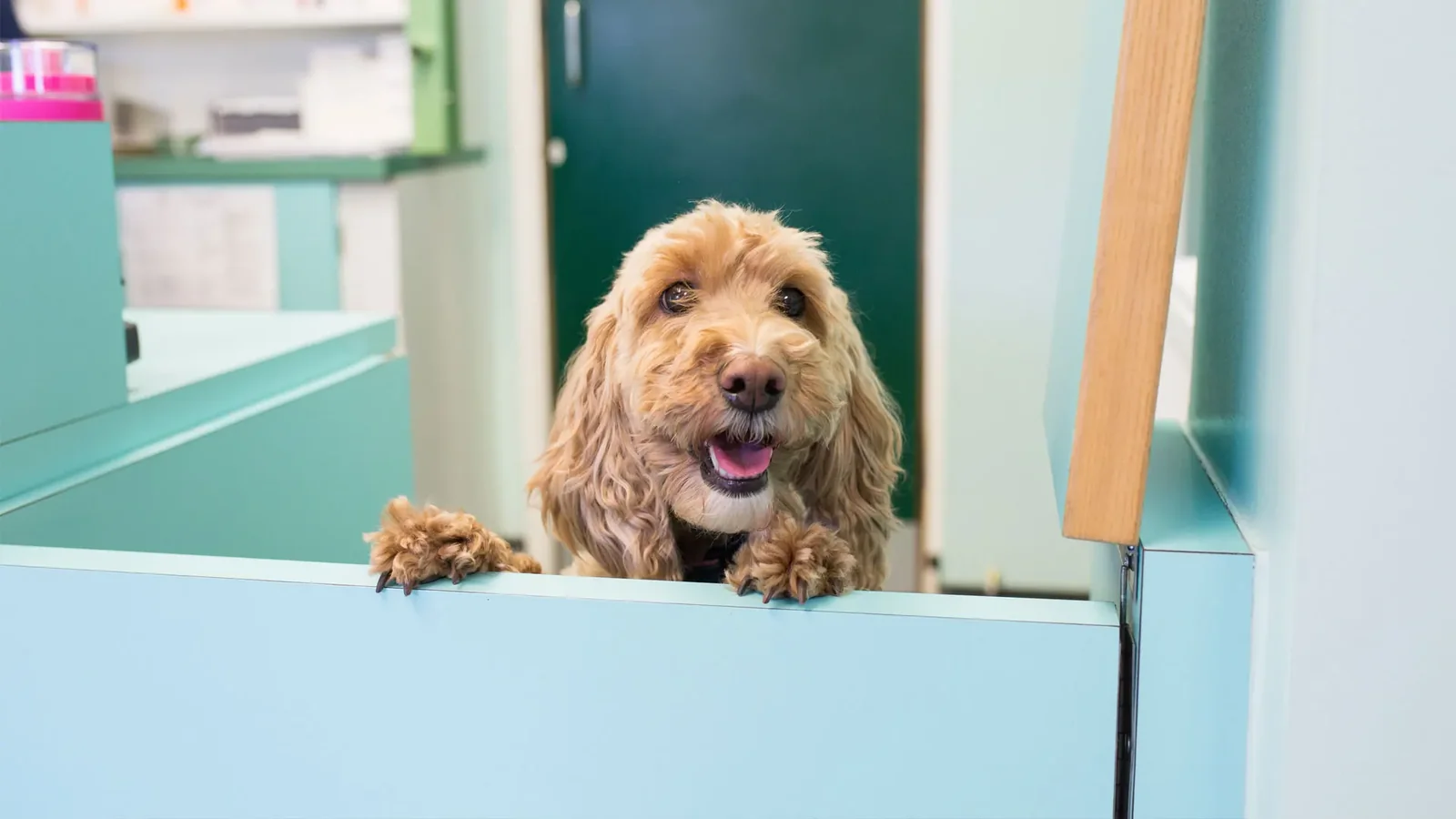 Dog at the reception desk of Aberdeen Veterinary Referrals in Kingswells