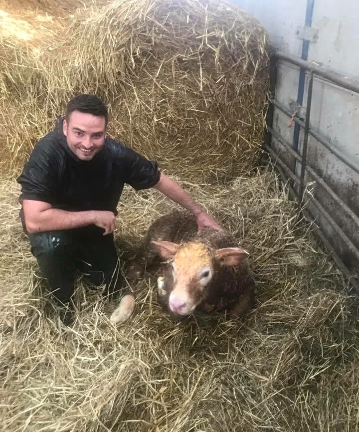 Target Veterinary Services farm vet attending a calf