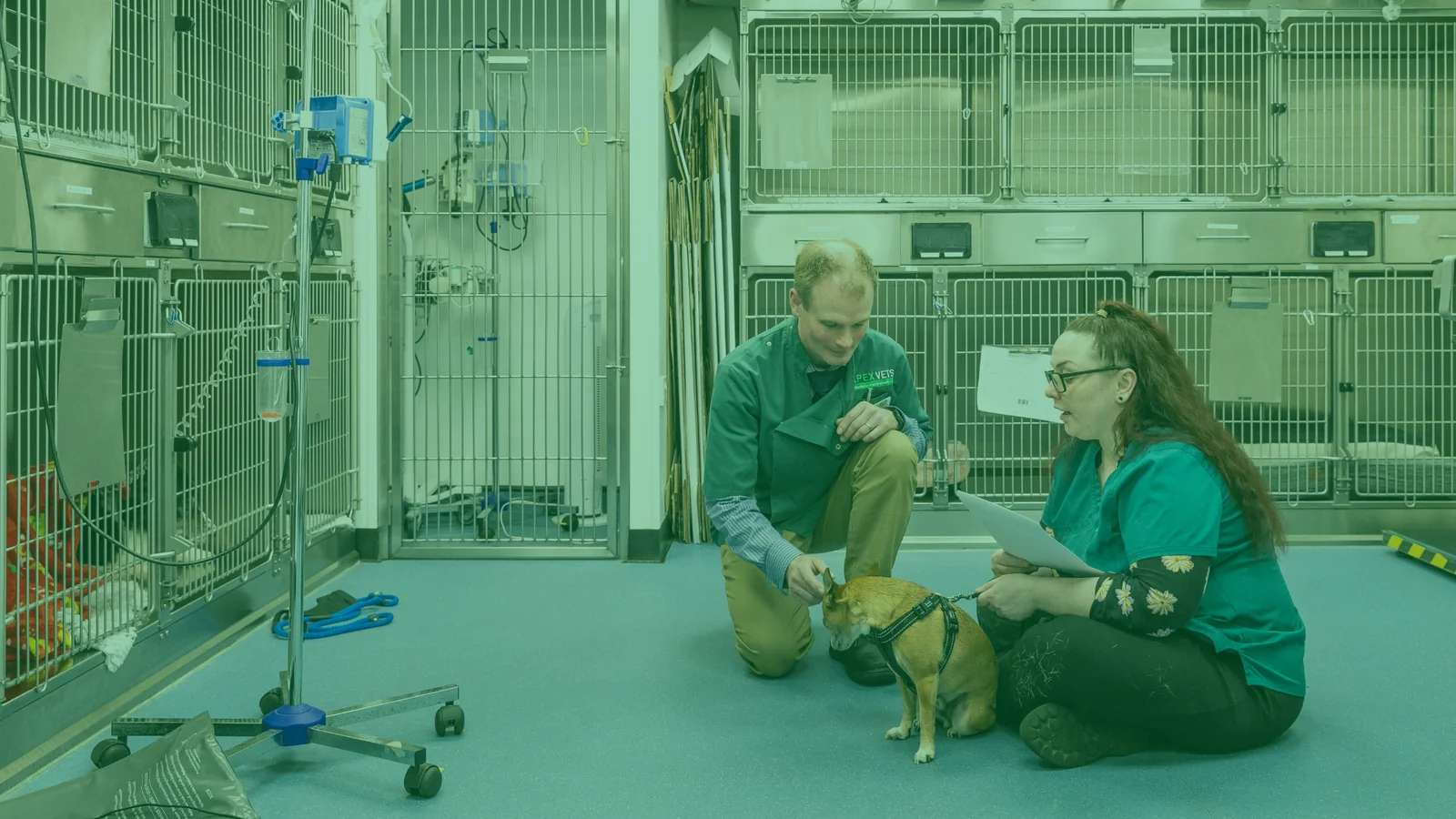 Apex Vets veterinary team caring for a dog in the Denny practice kennels