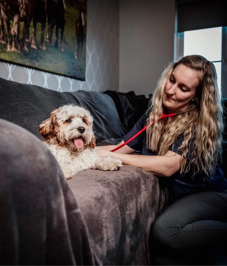 Veterinary nurse with a dog at KintraVet in Bothwell