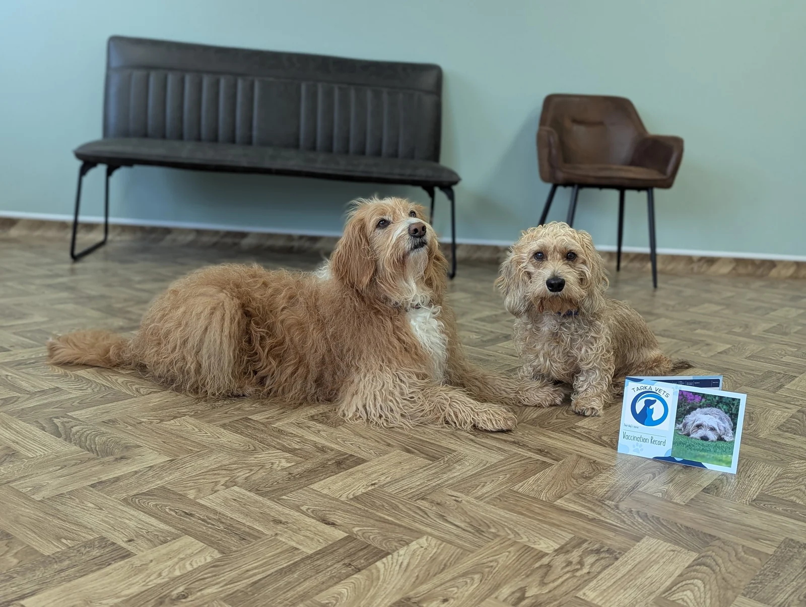 Dogs in the waiting area at Tarka Vets in Barnstaple
