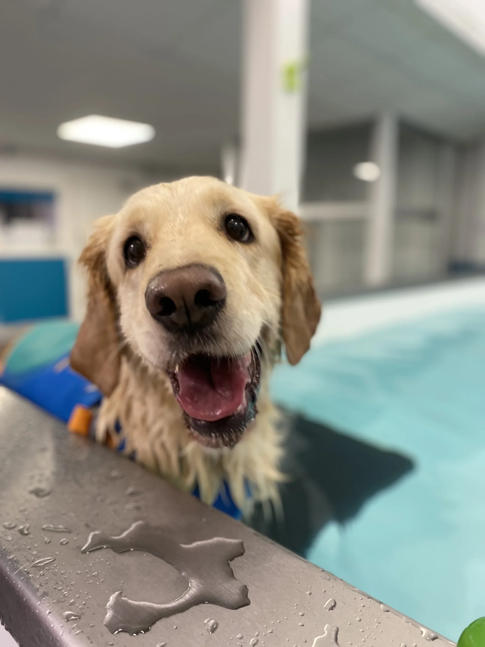 Dog receiving hydrotherapy at Pawseidon Veterinary Rehabilitation in Poole