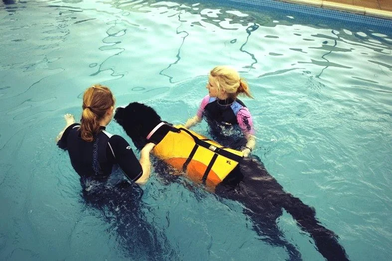 Canine hydrotherapy pool at DSVP Veterinary Rehabilitation Centre near Sherborne