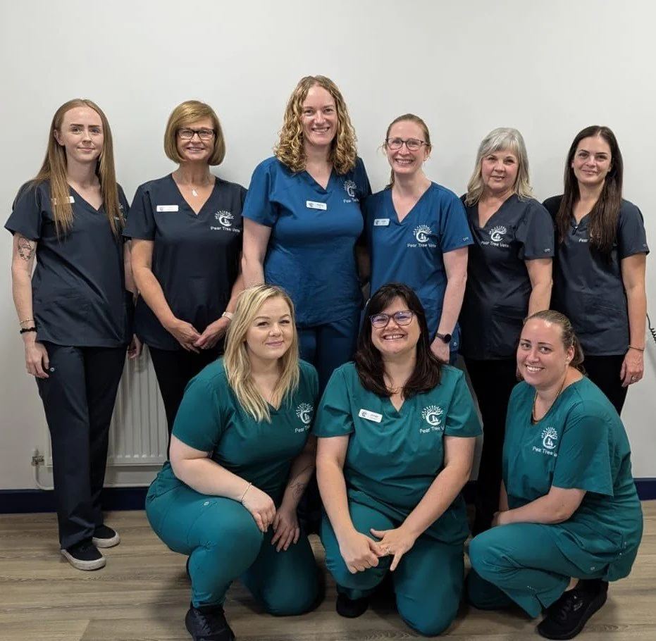 Pear Tree Vets team inside the Lillington practice in Leamington Spa