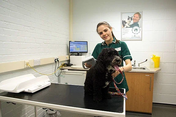 Consultation room at Avonvale Vets in Warwick