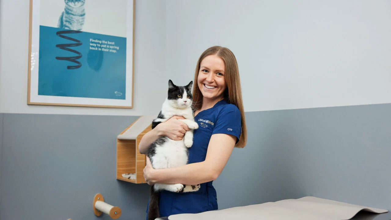 Veterinary nurse with a cat in the consultation room at Claro Hill Vets in Pannal