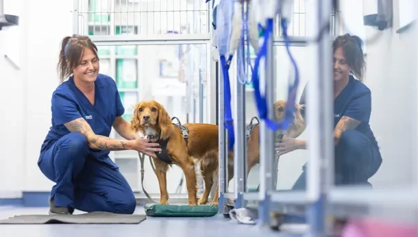 Swift Referrals veterinary team caring for a dog at the Wetherby hospital