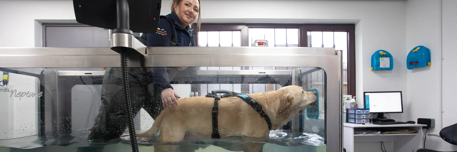 Canine underwater treadmill at Medivet Dogwood Referrals in Sale