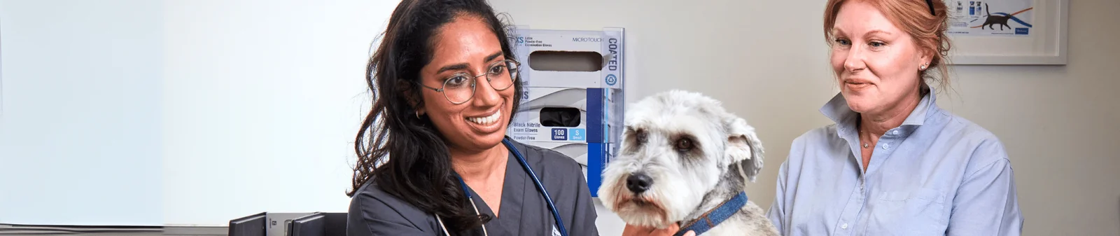 Veterinary team examining a dog at The Vet in St Margarets