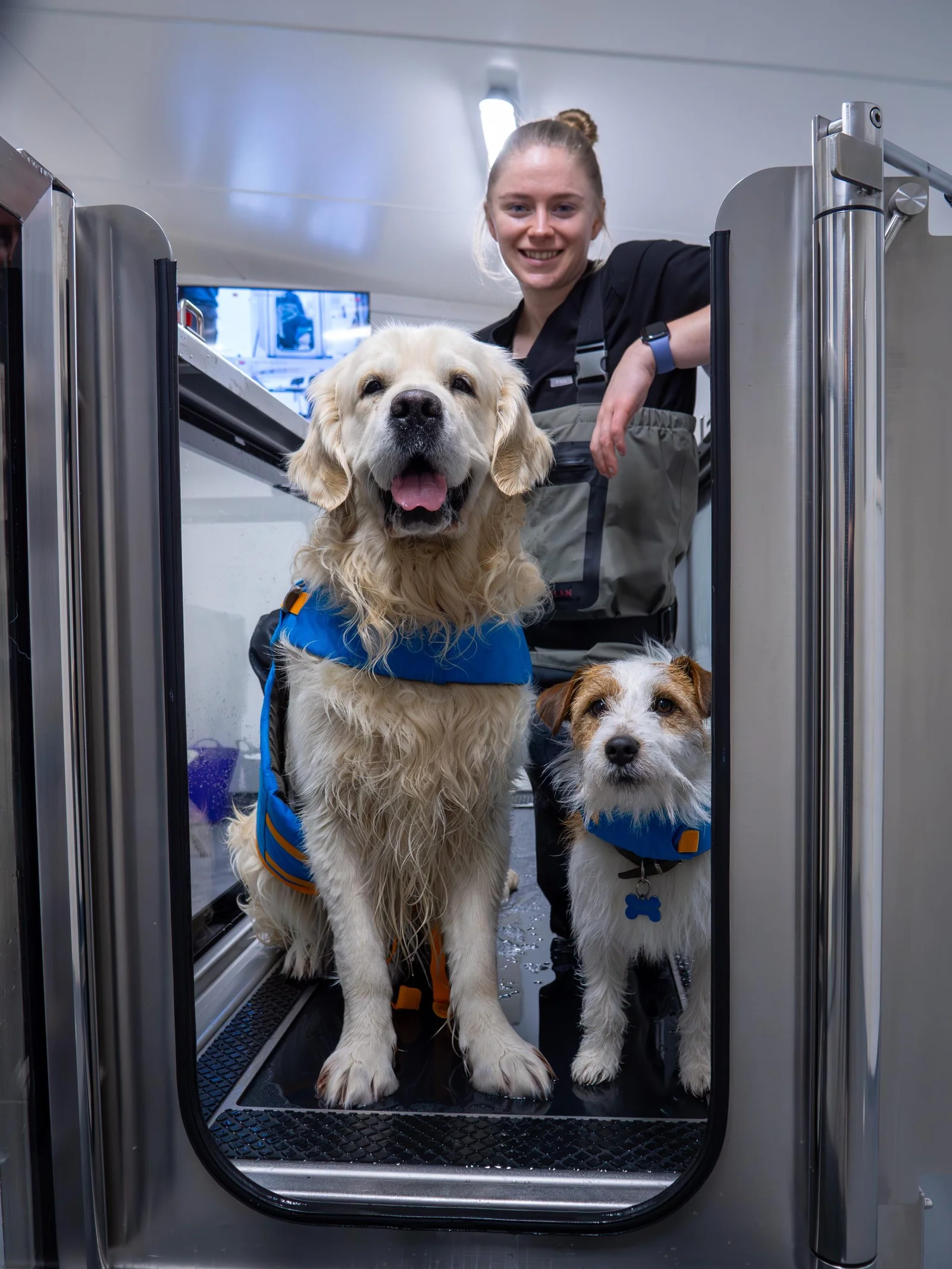Canine rehabilitation treadmill at Squirrels Chase Veterinary Physiotherapy in Fulmer