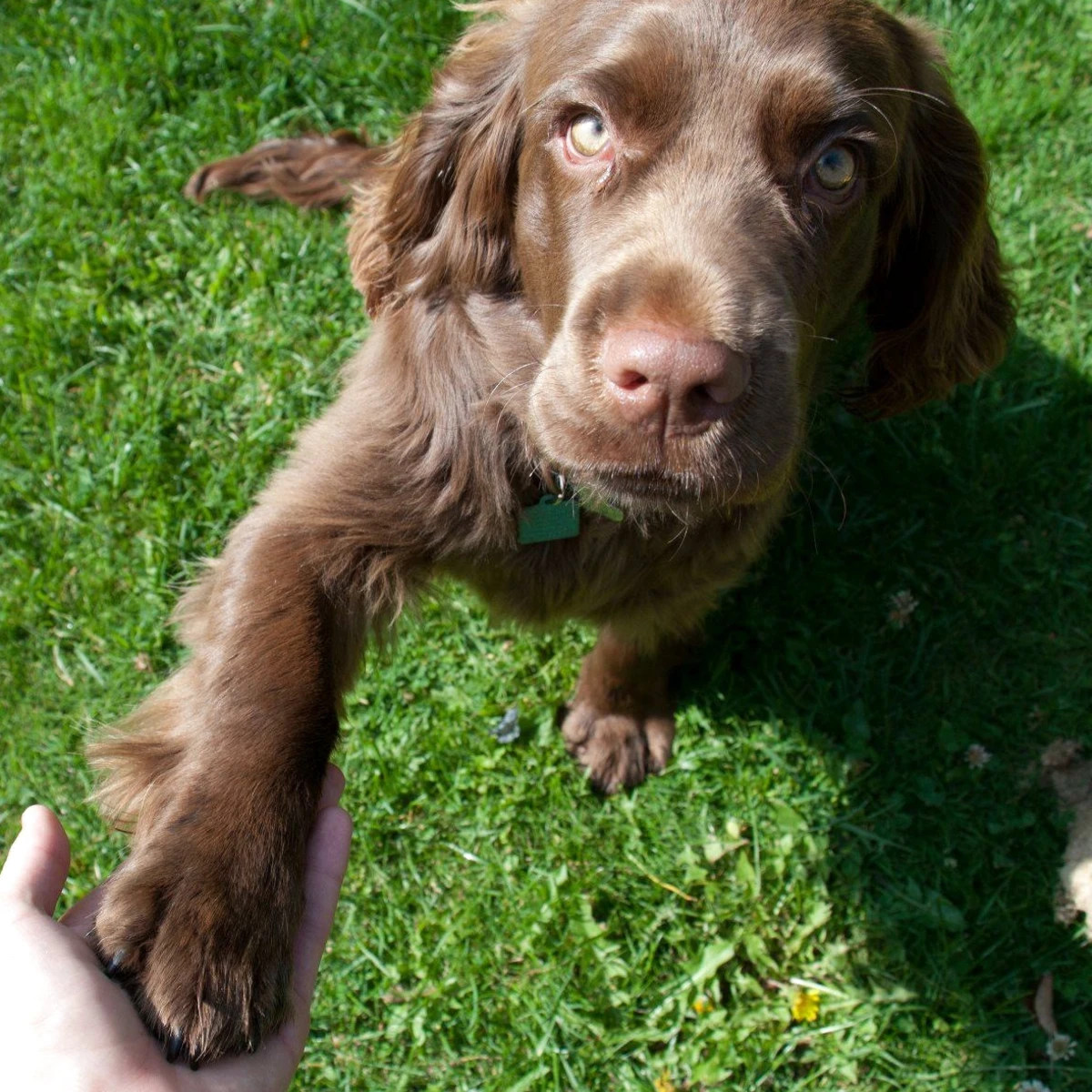 Toby offering his paw