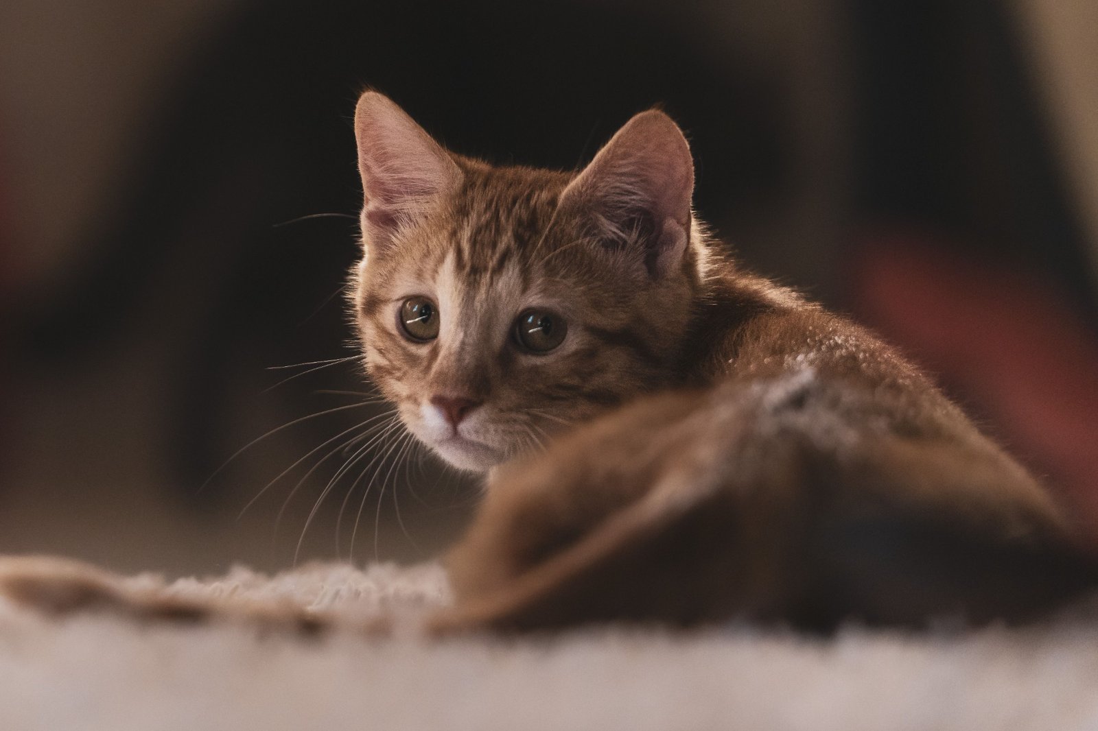 A ginger kitten resting indoors and looking towards the camera.