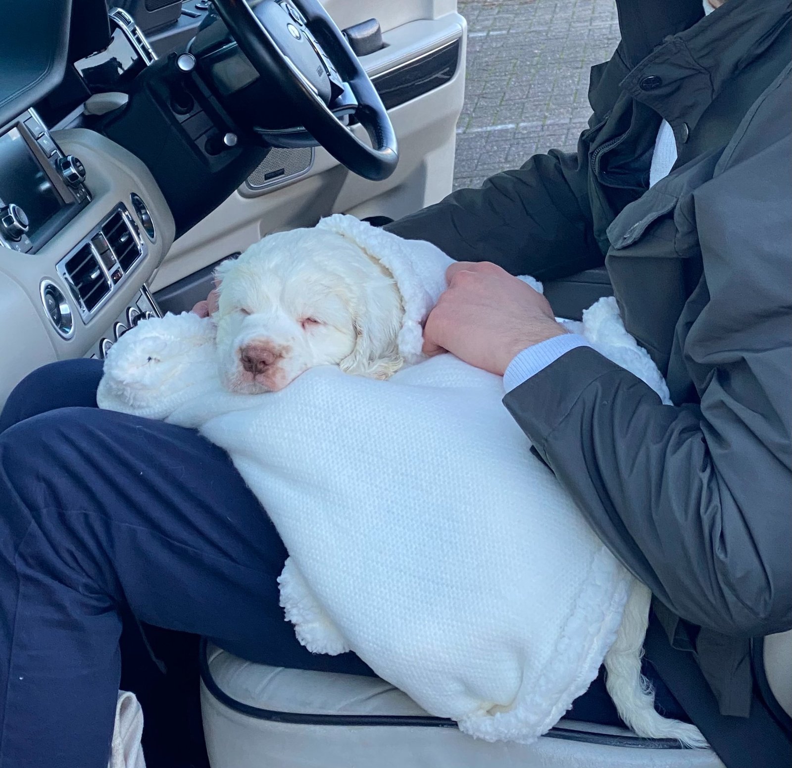 A cream-coloured puppy asleep, wrapped in a white blanket.